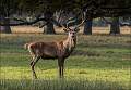 Red Deer Stag Monarch of teh Park_Matthew Clarke_COMMENDED